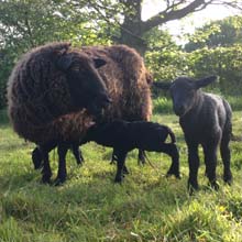 Barbara & her lamb triplets